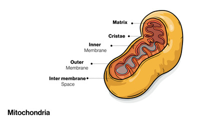 Ultrastructure of mitochondria in white background 