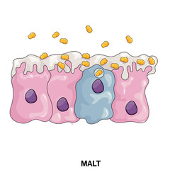 A Comprehensive Vector Illustration Depicting the Complexity and Functionality of Mucosa, Associated Lymphoid Tissue MALT in Immune Defense