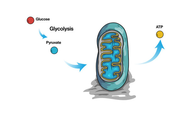ATP Synthesis in mitochondria through Glycolysis pathway illustration