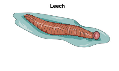 Leech structure illustration.