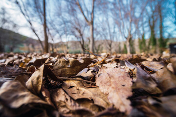 Dry leaves on the ground in a park in autumn
