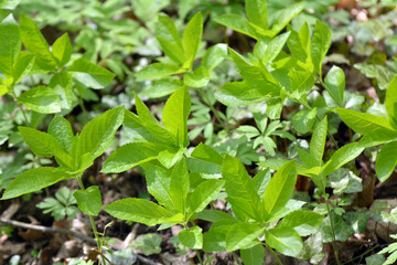 In the spring, Mercurialis perennis grows in the forest