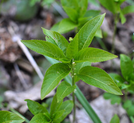 In the spring, Mercurialis perennis grows in the forest