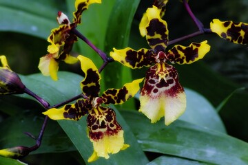 Obraz premium orchid 2