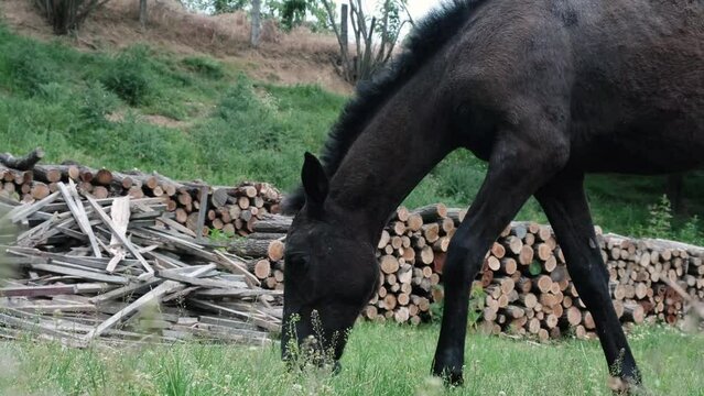 Black horse grazing grass on a farm, enjoying a mid-day meal, close up and slow motion