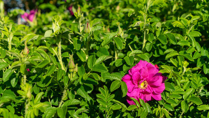 Fototapeta premium A pink rosehip flower with a yellow core against a background of bright green foliage on a sunny day in spring or summer