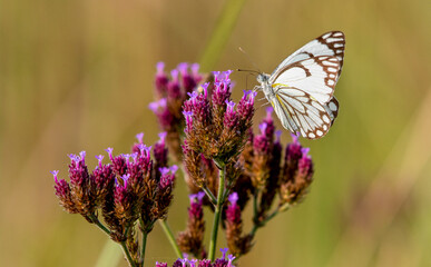 Brown-veined White Butterfly, South Africa