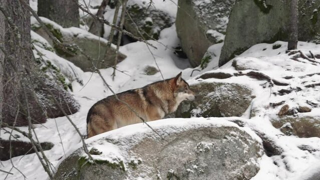 Eurasian wolf during winter. Wolf in the wood. Europe nature. 