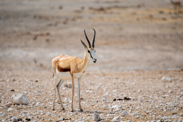 Springbok antelope in the wild. Safari in Africa, African savannah wildlife.