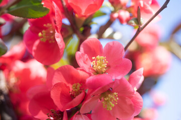 Fototapeta na wymiar red flowers of blooming sakura tree in spring