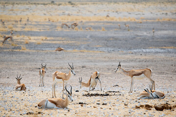 Fototapeta na wymiar Springbok antelope in the wild. Safari in Africa, African savannah wildlife.