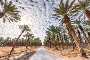 Obraz premium Countryside gravel road among plantations of date palms, image depicts healthy food and GMO free food production. Agriculture industry in desert and arid areas of the Middle East