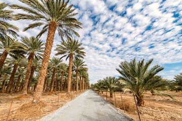 Naklejka na ściany i meble Countryside gravel road among plantations of date palms, image depicts healthy food and GMO free food production. Agriculture industry in desert and arid areas of the Middle East