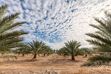 Plantation of date palms intended for GMO free and healthy food production. Agriculture of dates is rapidly developing industry in desert and arid areas of the Middle East