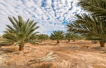 Plantation of date palms intended for GMO free and healthy food production. Agriculture of dates is rapidly developing industry in desert and arid areas of the Middle East