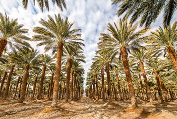 Fototapeta na wymiar Industrial plantation of date palms. Desert and arid agriculture industry intended for GMO free and healthy food production in the Middle East