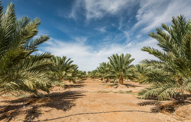 Plantation of date palms. Desert and arid agriculture industry intended for GMO free and healthy food production in the Middle East - 484739017