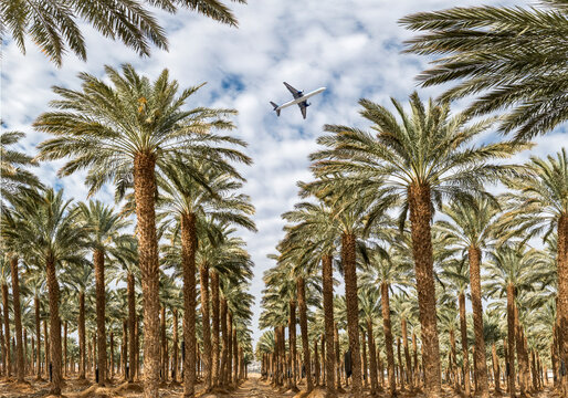 Plantation of date palms. Desert and arid agriculture industry intended for GMO free and healthy food production in the Middle East