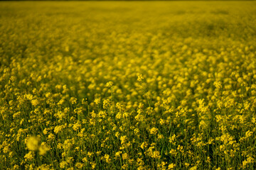 field of yellow flowers