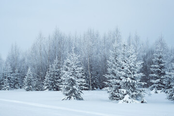 Obraz premium winter landscape snowy trees blue sky