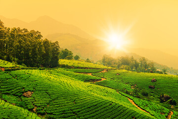 Landscape view of a tea plantation at sunset.
