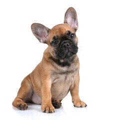 Cute little french bulldog puppy in front of a white background