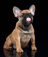 Cute little french bulldog puppy sitting on a black background. Little funny puppy licks his lips