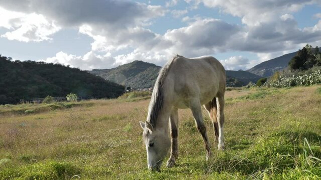 Young white horse grazing grass in a pasture. Mare eating in meadow in mountain landscape.