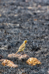 Cape Longclaw, South Africa