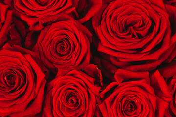 Close-up of beautiful red roses bouquet. Red roses background. Romance and Valentines day concept.