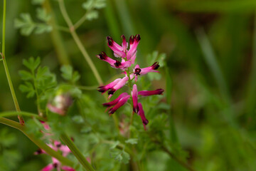 Fumaria pink flowers