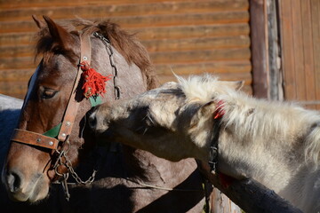 Tenderness, affection between horses. Close-up