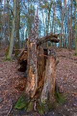 Baum nach Unwetter vom Blitz getroffen und umgestürzt