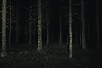Mysterious forest at night. Pine forest with flashlight.Long exposure shot