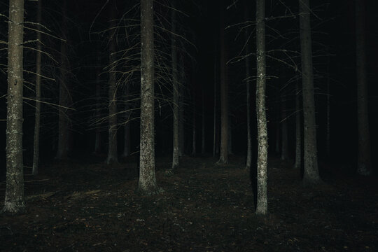 Mysterious forest at night. Pine forest with flashlight.Long exposure shot
