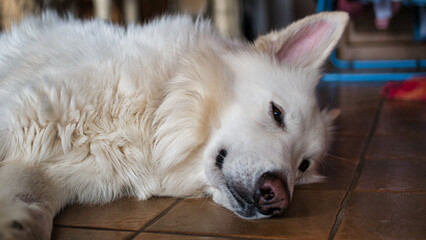 Ein reinrassiger weißer Hund (Weißer Schäferhund, Berger Blanc Suisse) ist müde und liegt entspannt auf den Fliesen in einer Wohnung