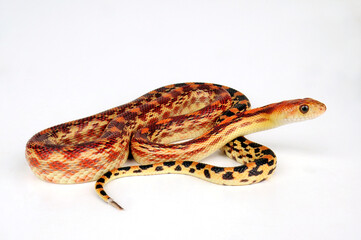Cape Gopher Snake // Kap-Gophernatter (Pituophis vertebralis)
