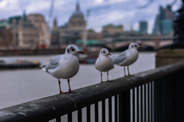 seagulls on the Thames river in London near st Pauls cathedral