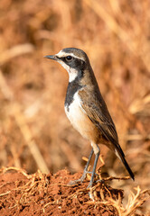 Capped Wheatear, South Africa