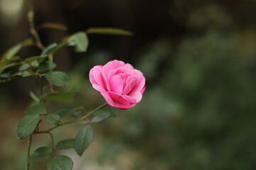 rose, plants, flower, garden, nature, delicate, feminine, pink, leaf, soft, romantic, beatiful, sweet, 