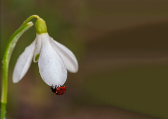 The ladybug sits on a snowdrop flower with drops of water.