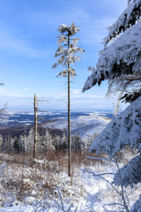 Beautiful winter mountain landscape with clear blue sky and snowy trees. Opawskie Mountains, Poland.