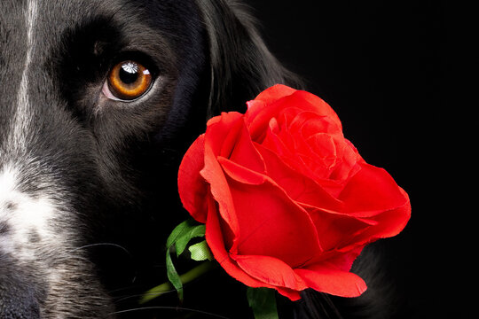 Close up valentine's portrait of a black dog on a black background holding an artificial red rose in it's mouth.