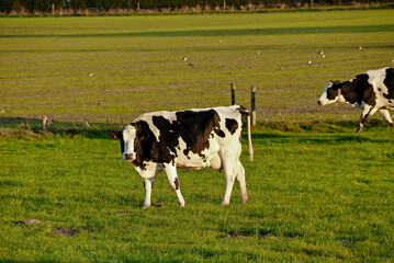 Gado leiteiro pastando , vaca holandesa.