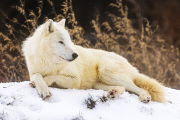 male Arctic wolf (Canis lupus arctos) resting with grace, his paws crossed