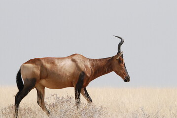 antelope in the wild