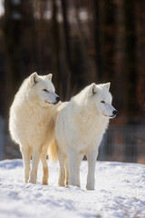 Obraz premium male Arctic wolf (Canis lupus arctos) two brothers together