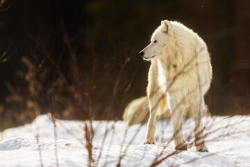 male Arctic wolf (Canis lupus arctos) standing in the little falling snow