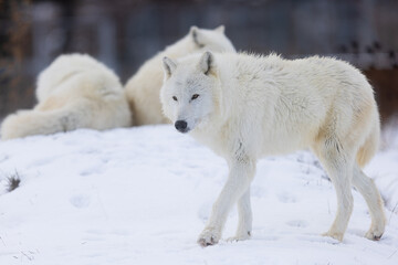 Fototapeta na wymiar male Arctic wolf (Canis lupus arctos)