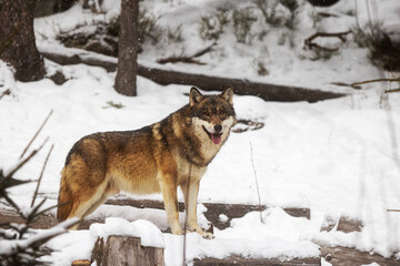 male Eurasian wolf (Canis lupus lupus) came out of the woods
